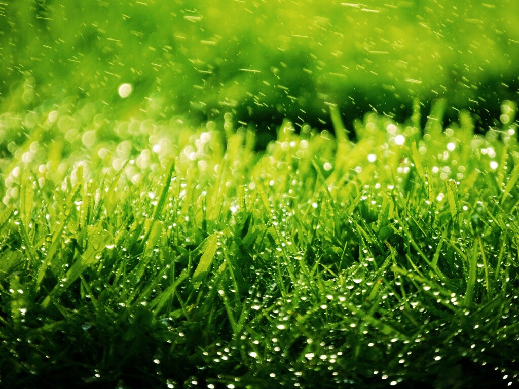 Роса на траве обои