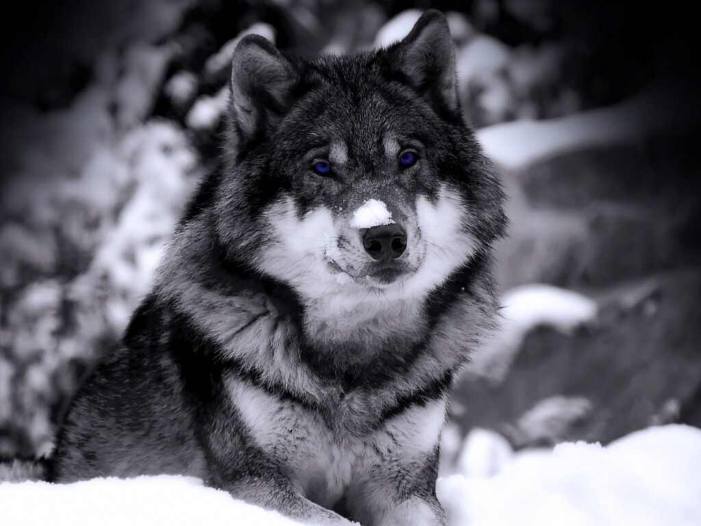 Волк с синими глазами обои