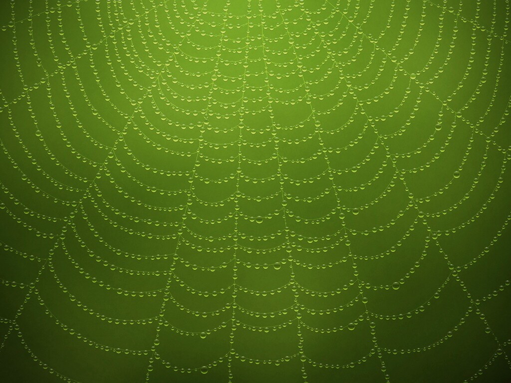 Роса на паутине обои