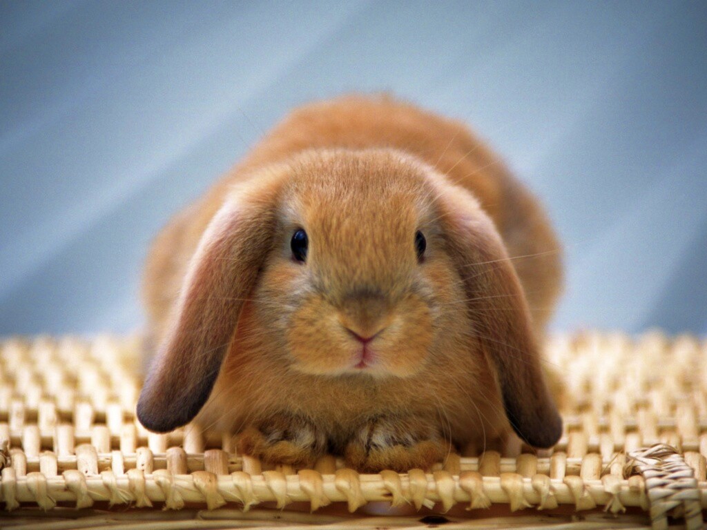 Кроличек обои