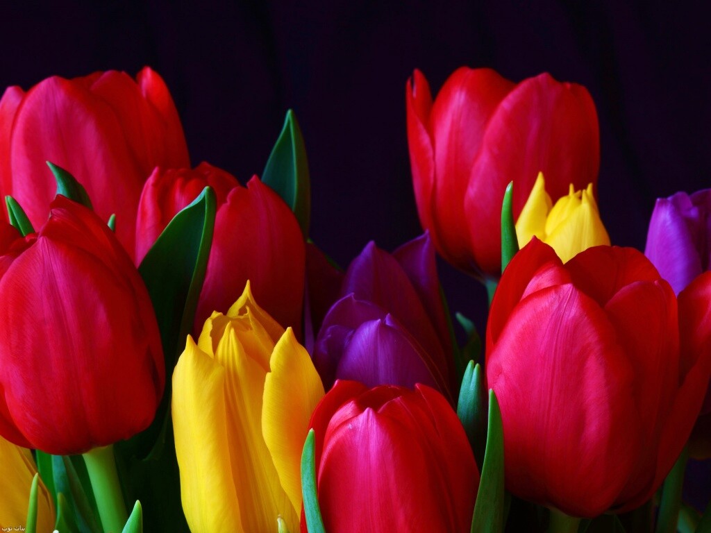 Тюльпаны обои