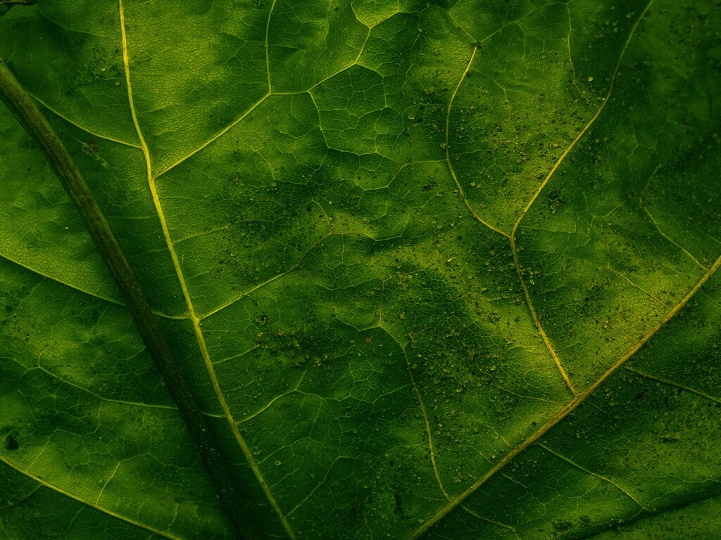 Макро зеленый лист обои