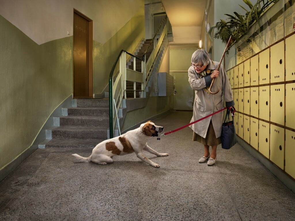 Непослушная собака обои