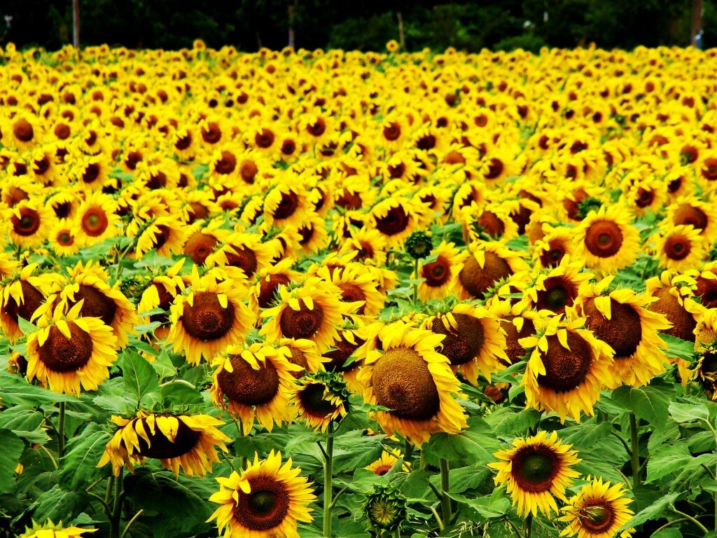 Поле подсолнухов обои