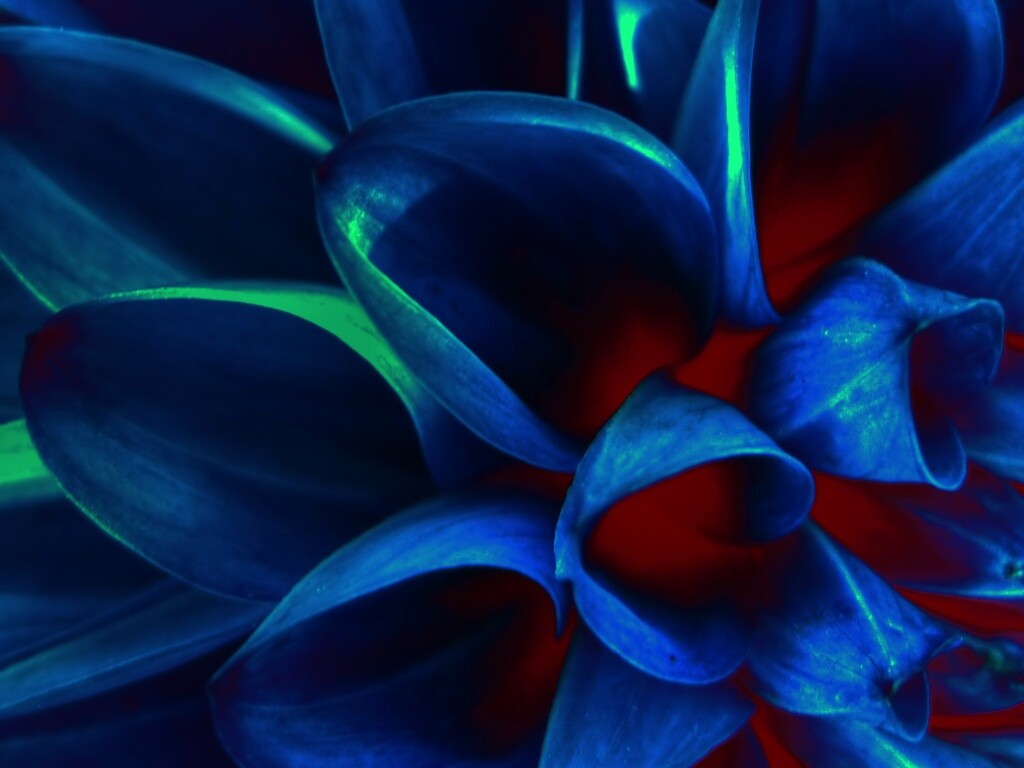 Лепестки обои