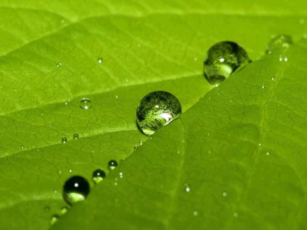 Капли на листе обои