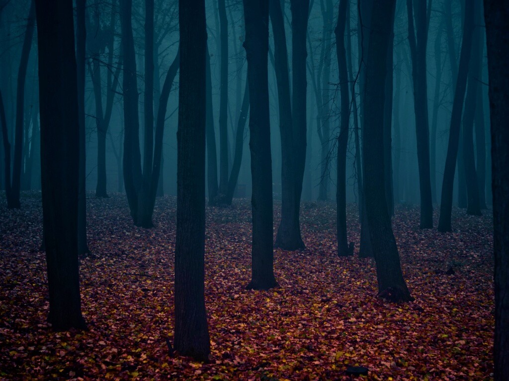 Таинственный лес обои