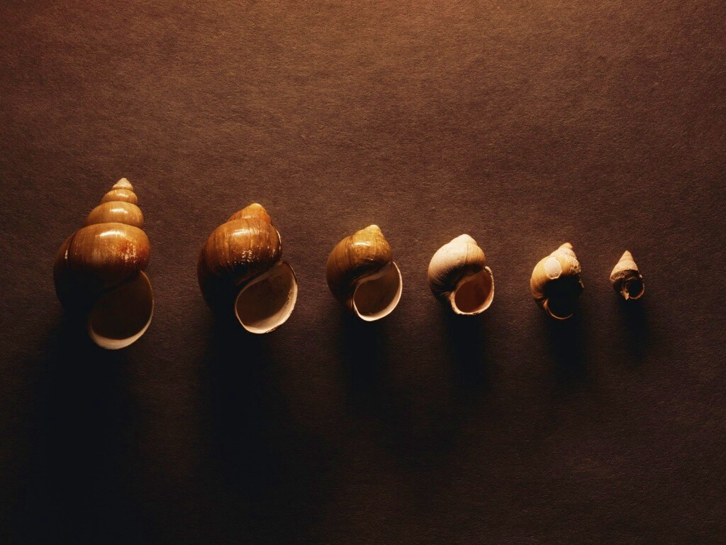 Раковины обои