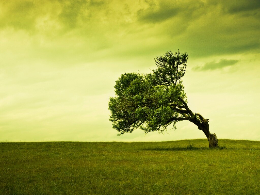 Склоненное дерево обои