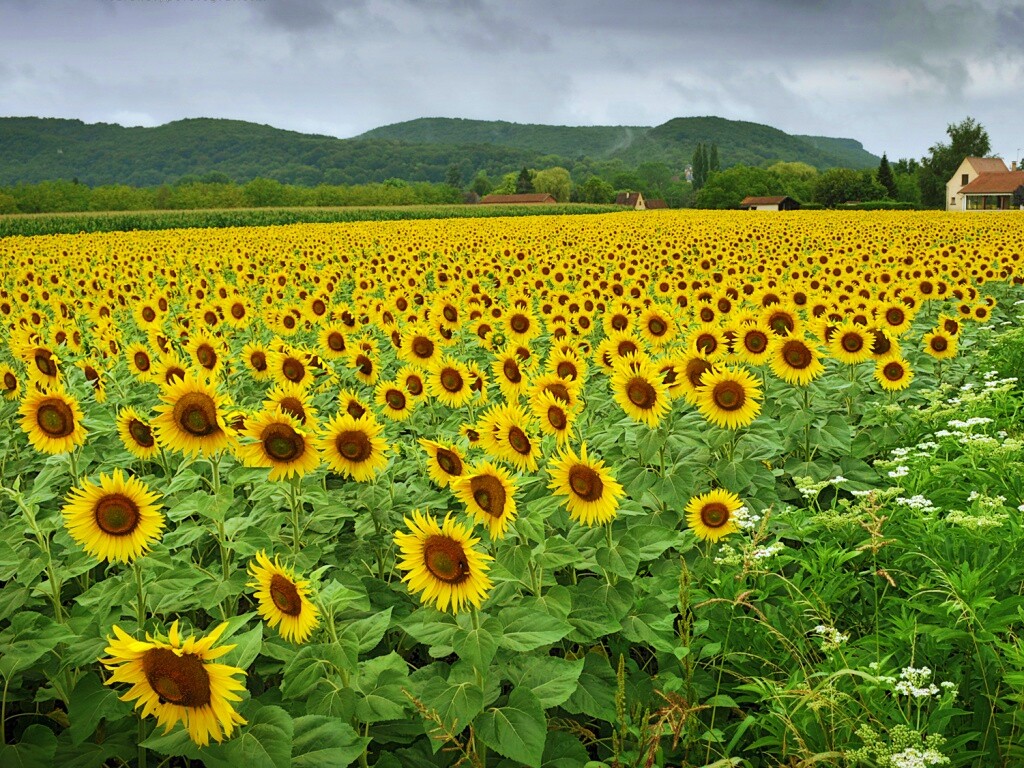 Живописное поле подсолнухов обои