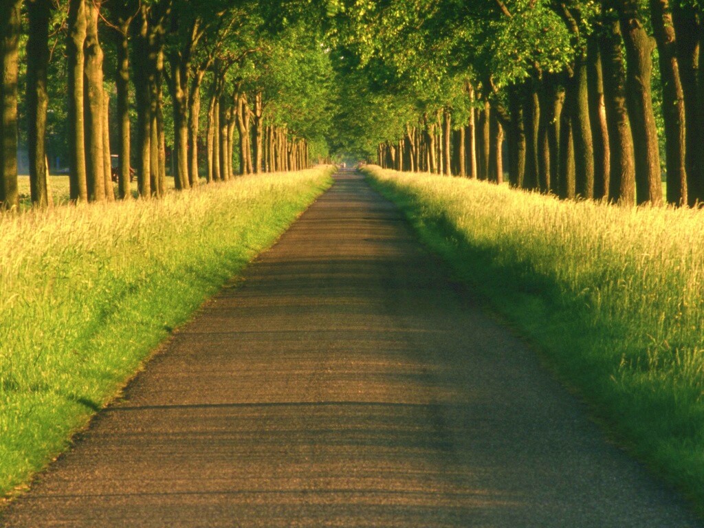 Живописная аллея обои