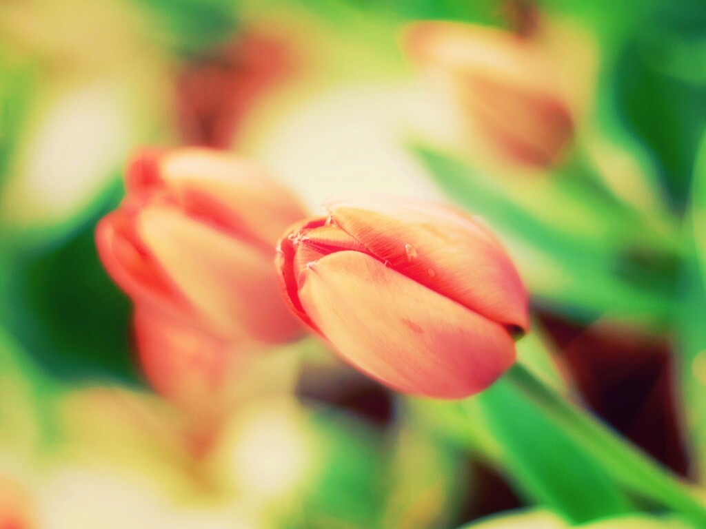 Красивый тюльпан обои