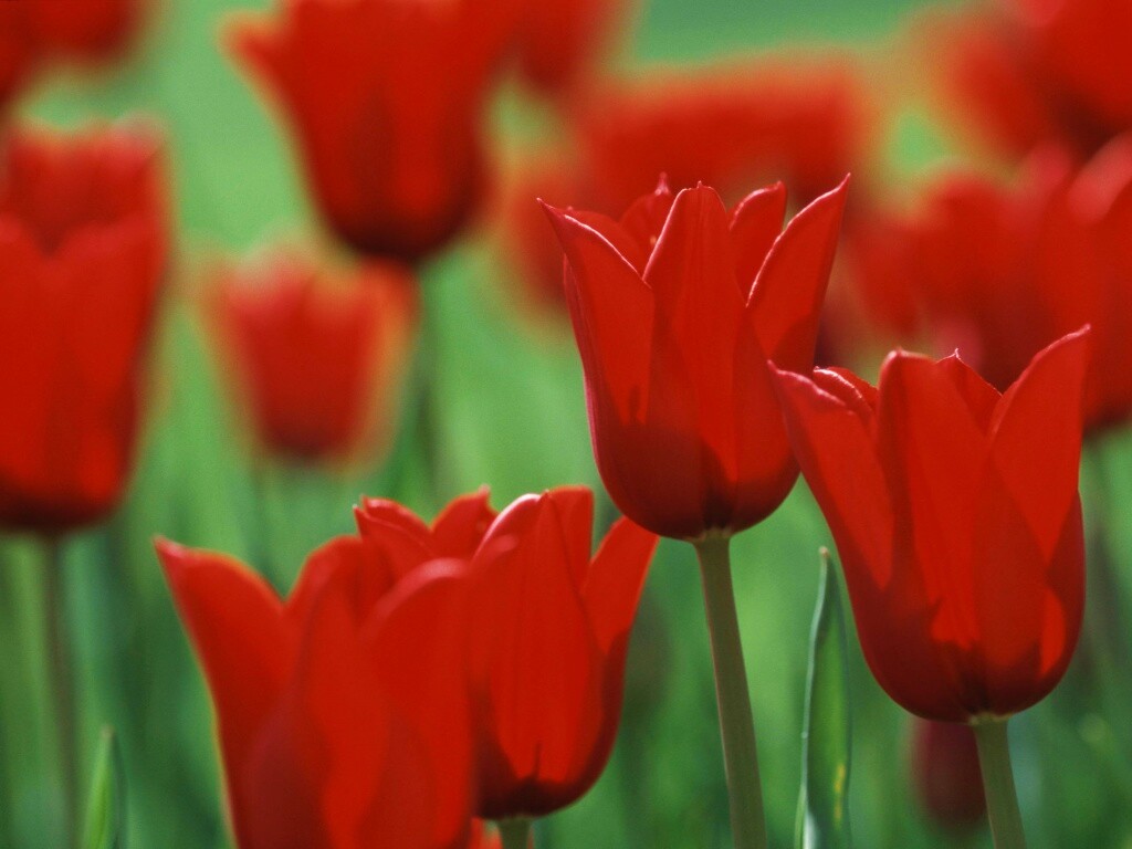 Красные цветы обои