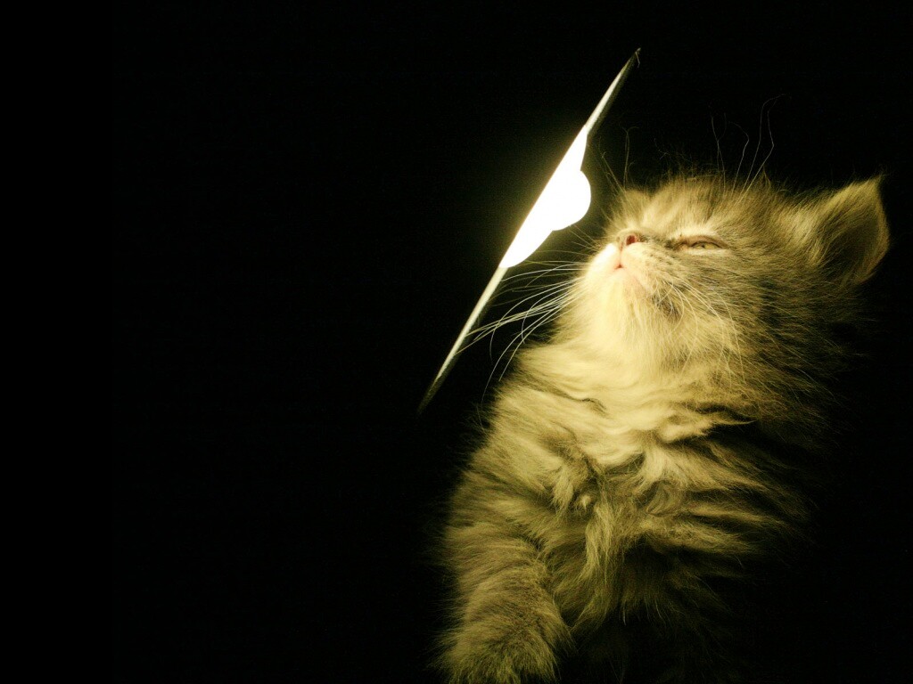 Котя на свету обои