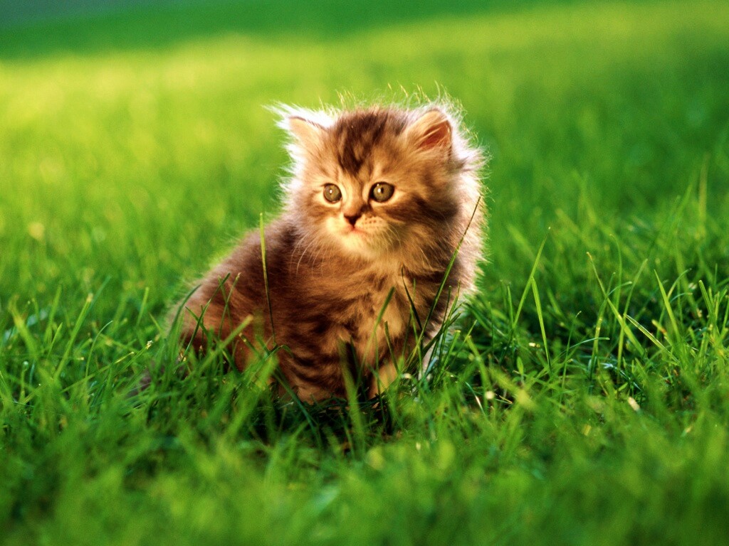 Пушистый котенок в траве обои