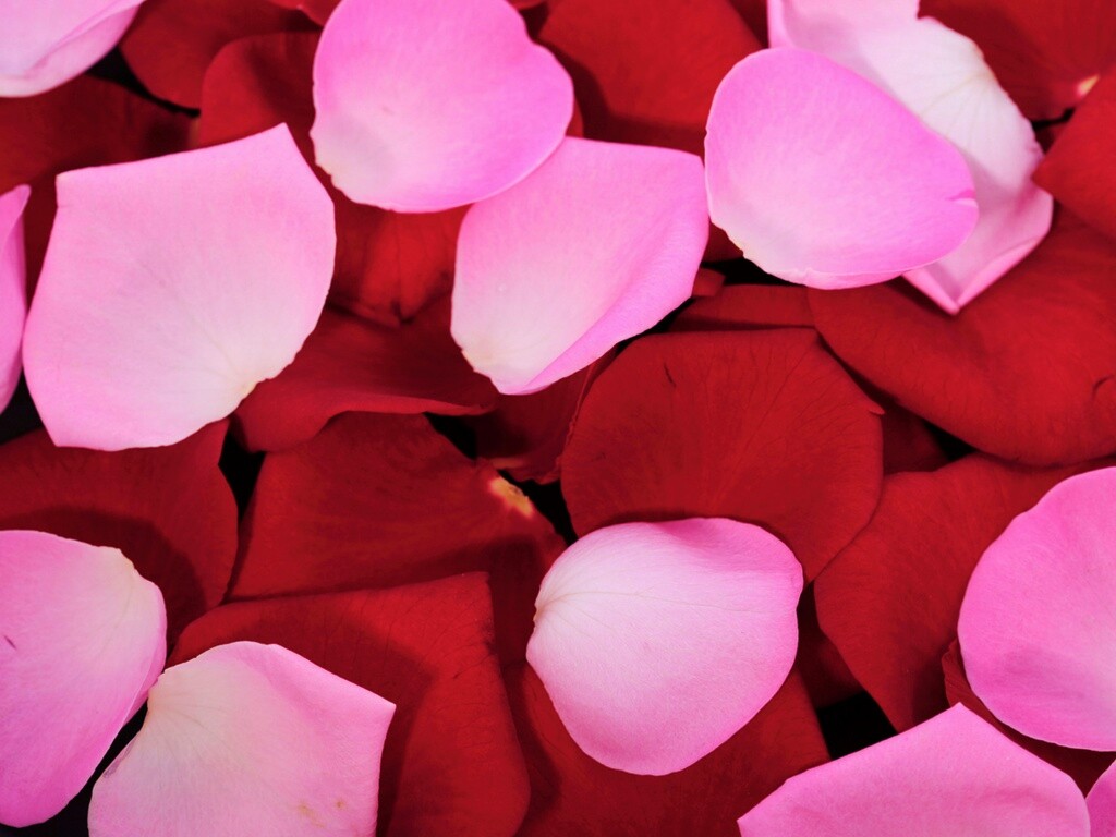 Розовые и красные лепестки обои