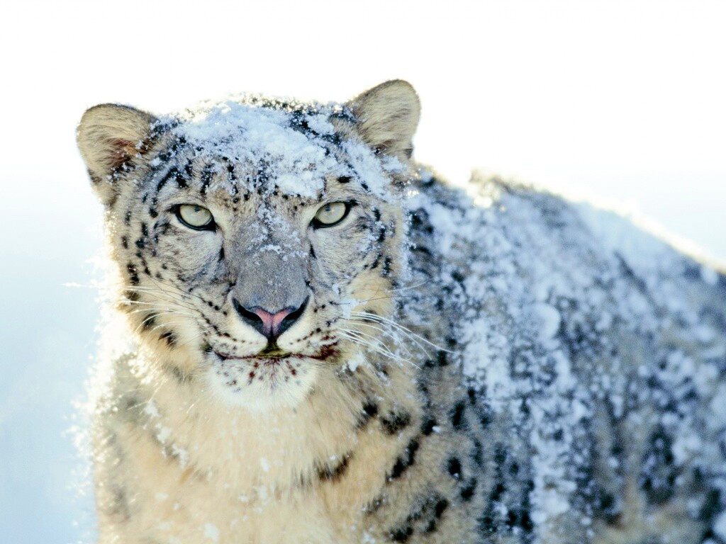 Снежный леопард обои