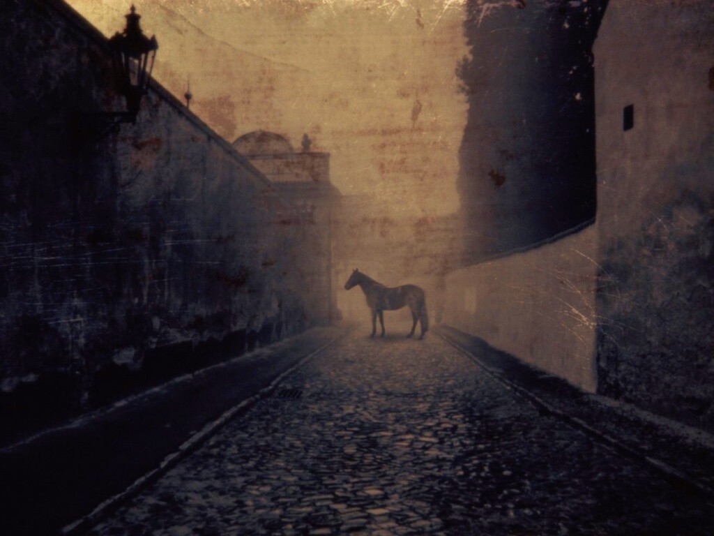 Лошадь в тумане обои