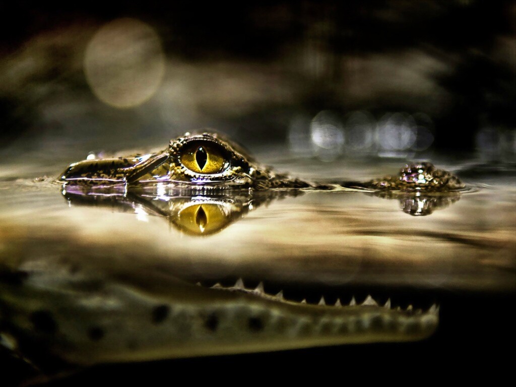 Глаз крокодила обои