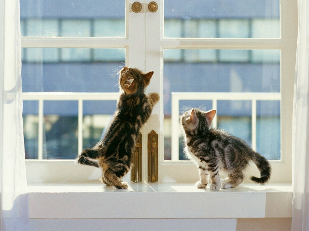 Котята у окна обои