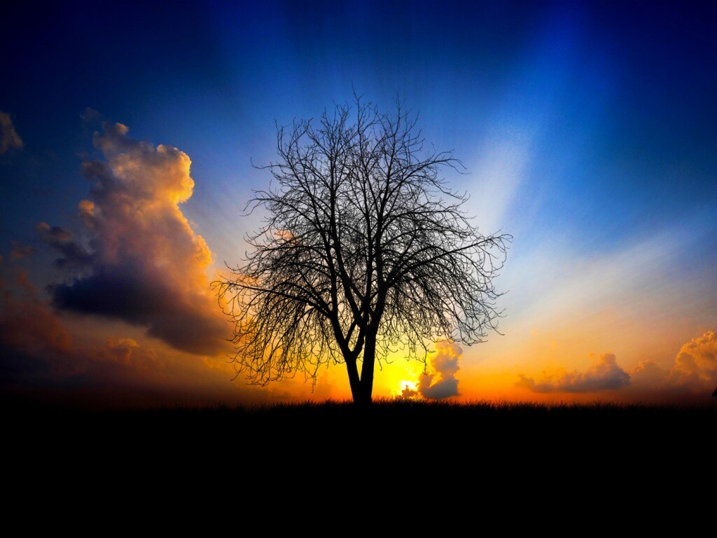 Дерево на закате обои