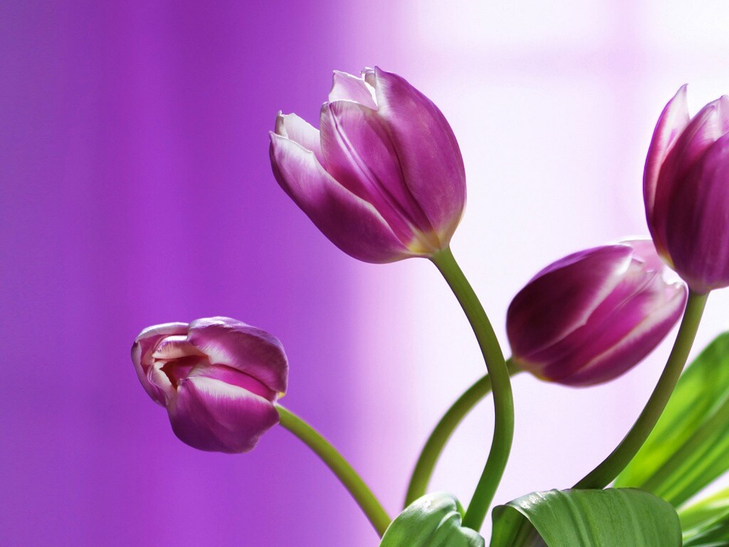 Сиреневые цветы обои