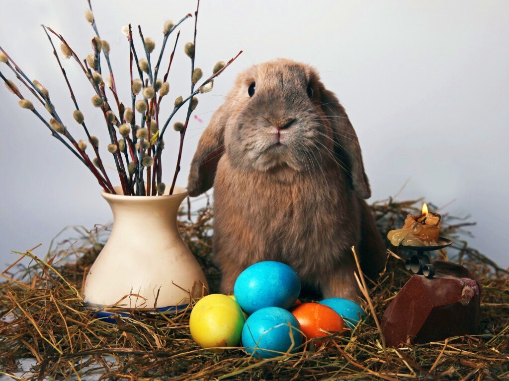Пасхальный кролик обои