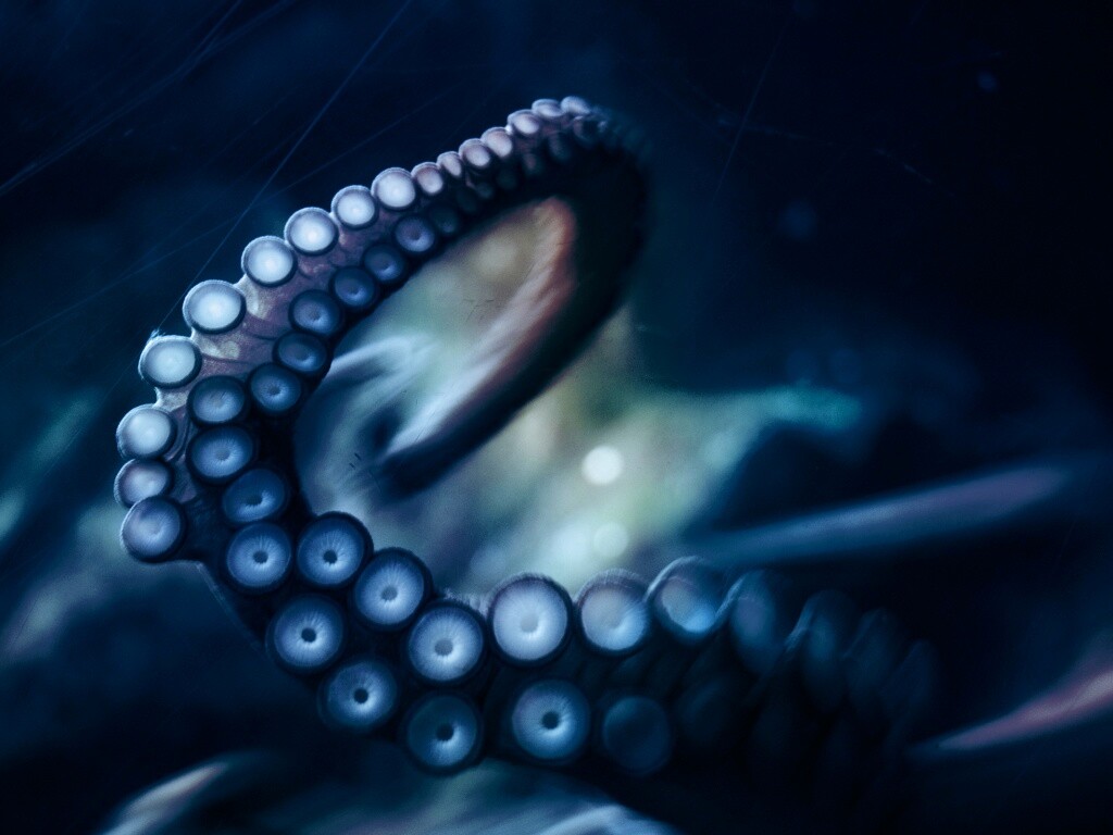 Щупальце обои