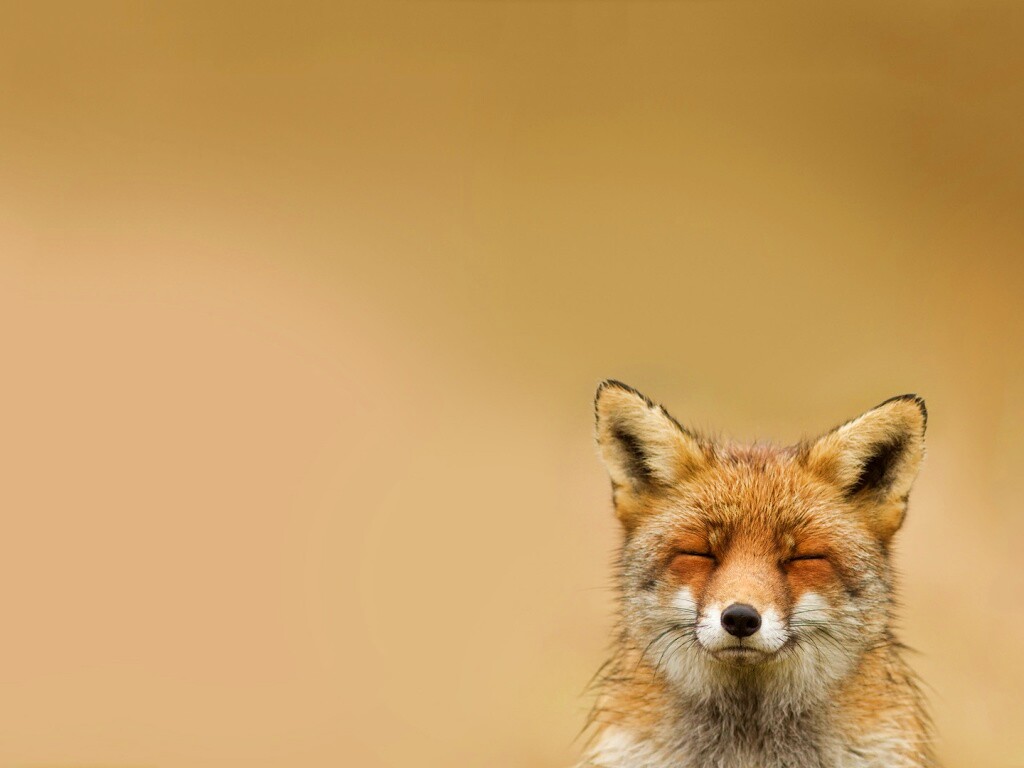 ^_^ Fox обои