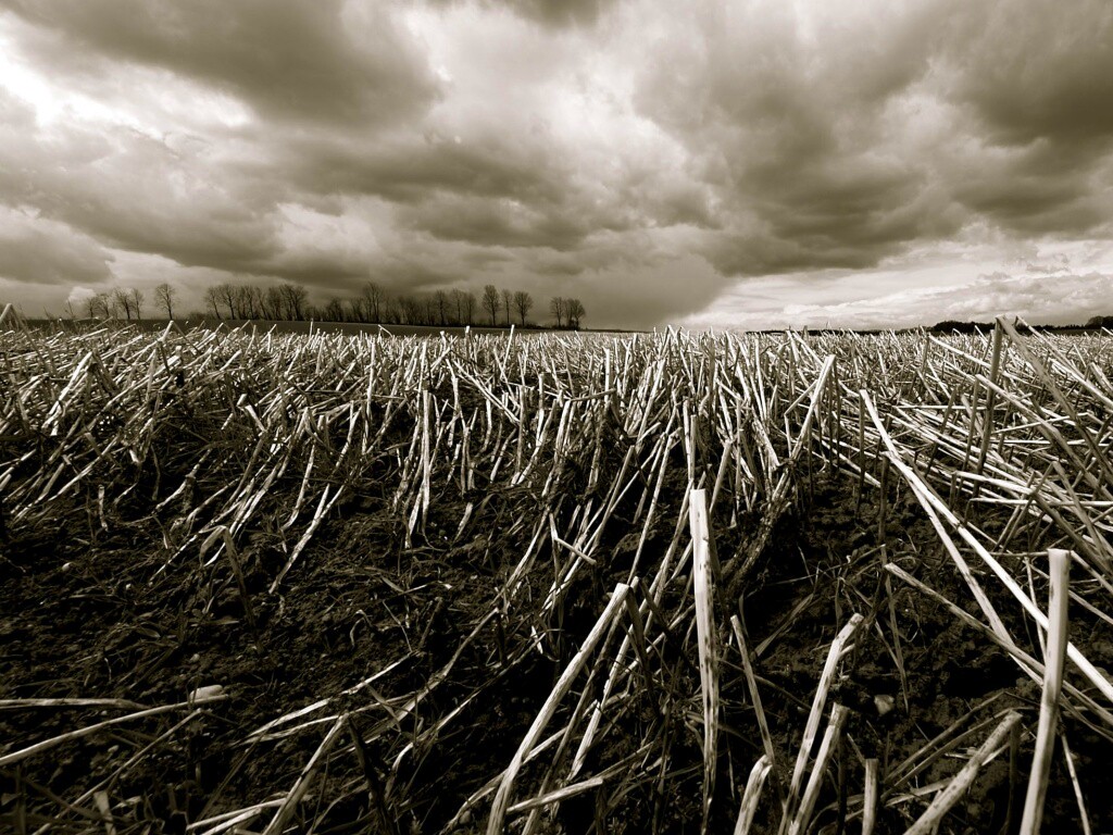 Убранное поле обои