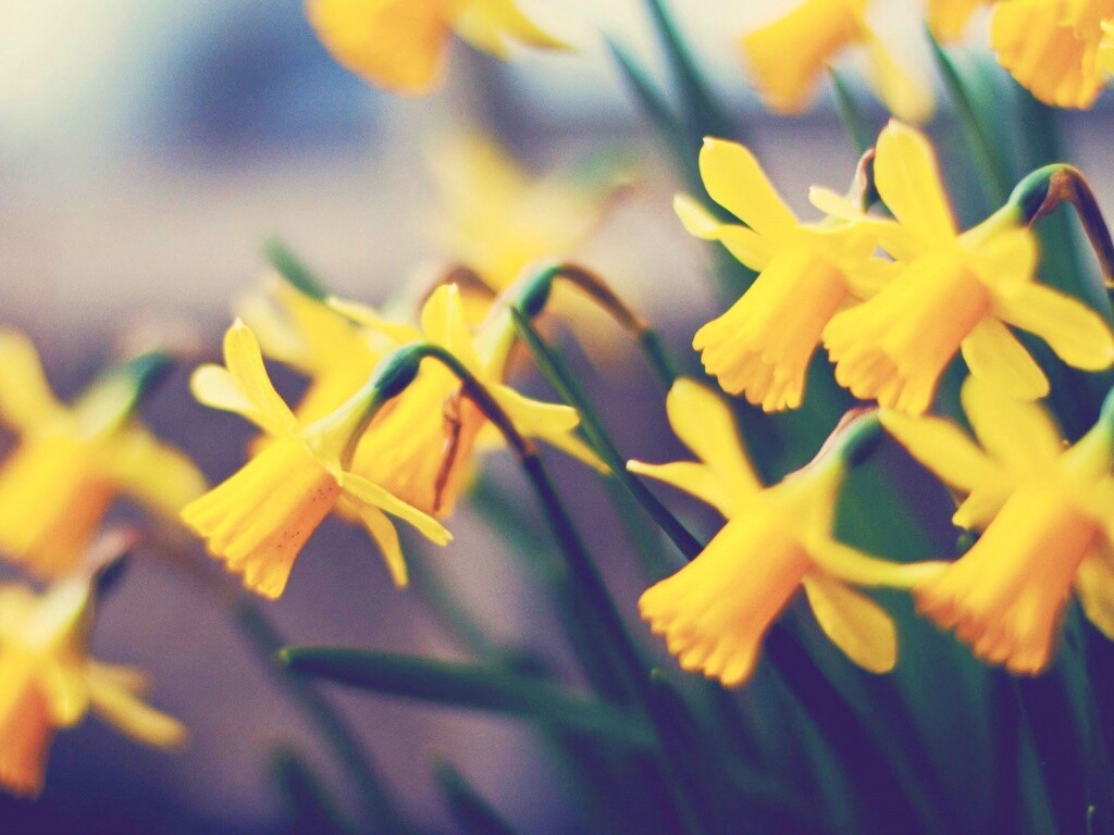Нарциссы обои