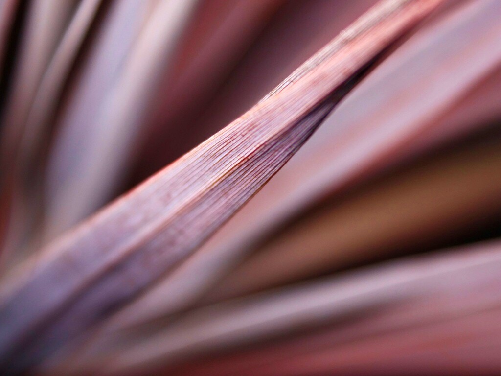 Сухое растение обои