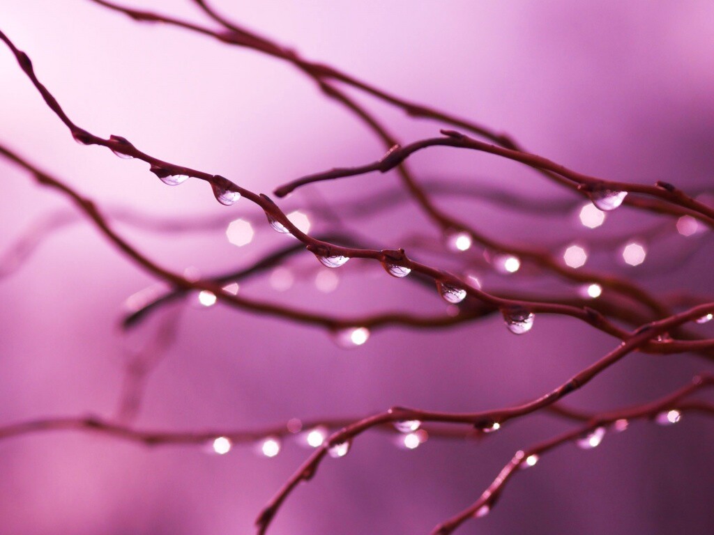 Капли на ветке обои