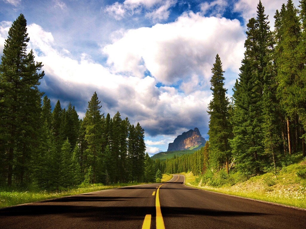 Красивая лесная дорога обои