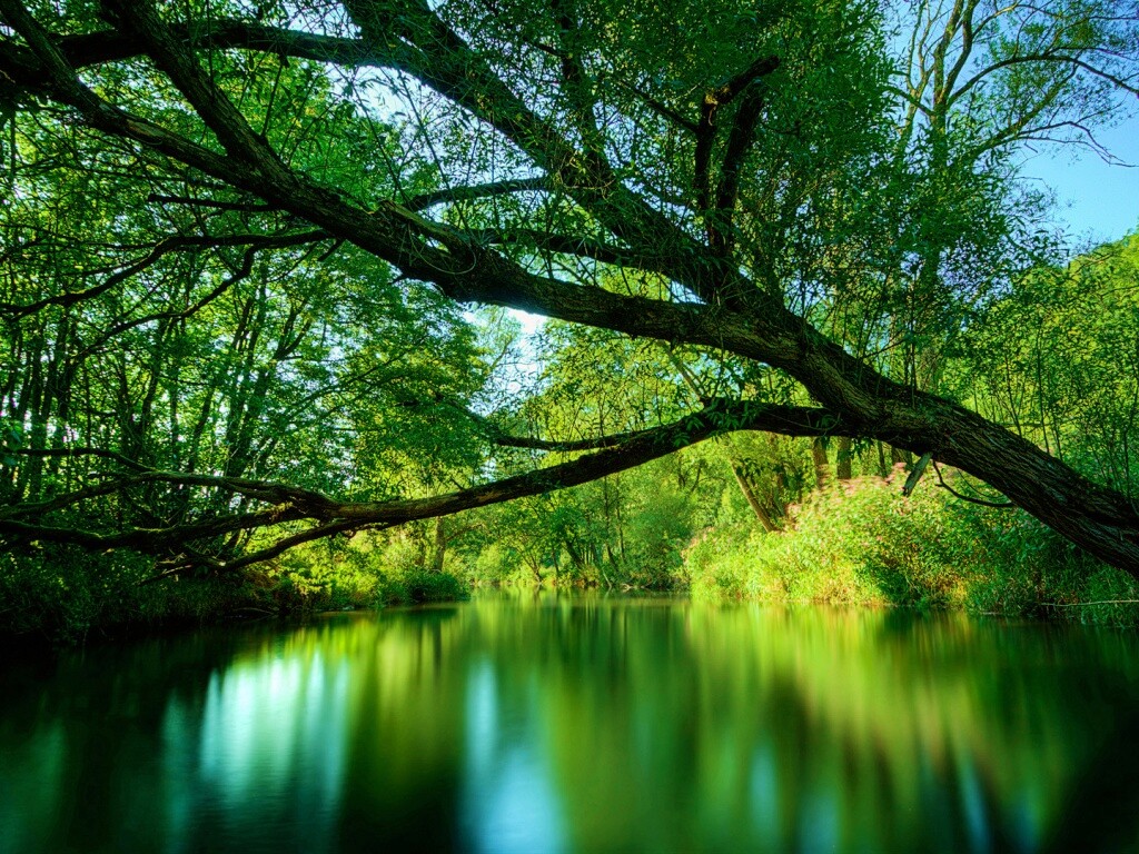 Спокойная лесная река обои