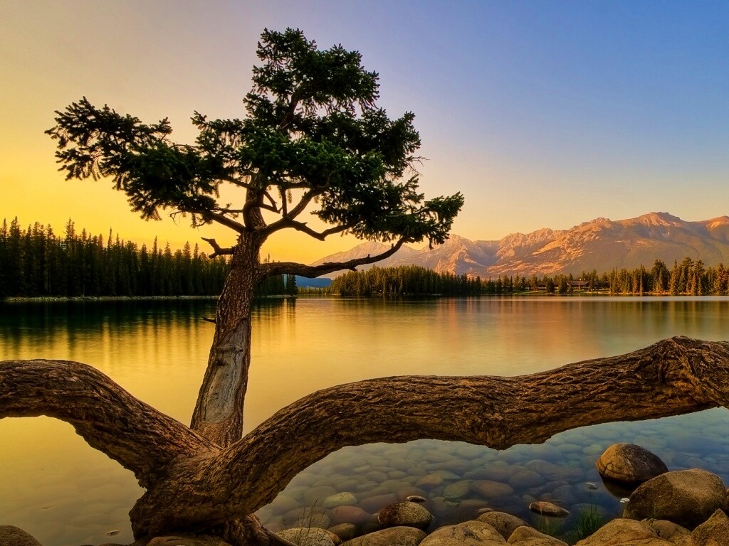 Дерево у горного озера обои