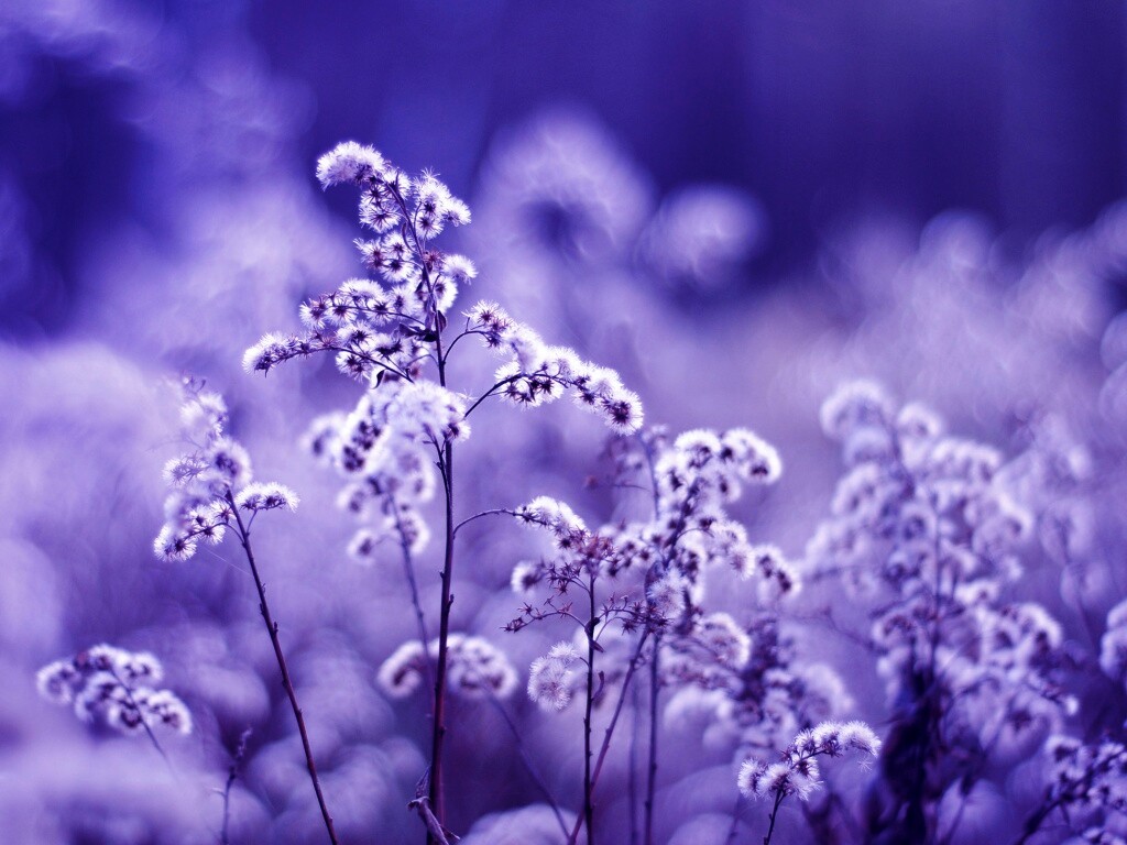 Сиреневые цветы обои