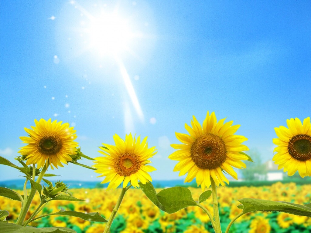 Подсолнухи не смотрят на солнце обои