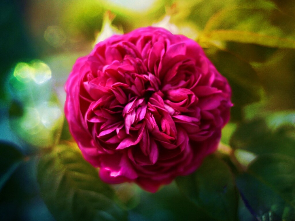 Клевер крупным планом обои