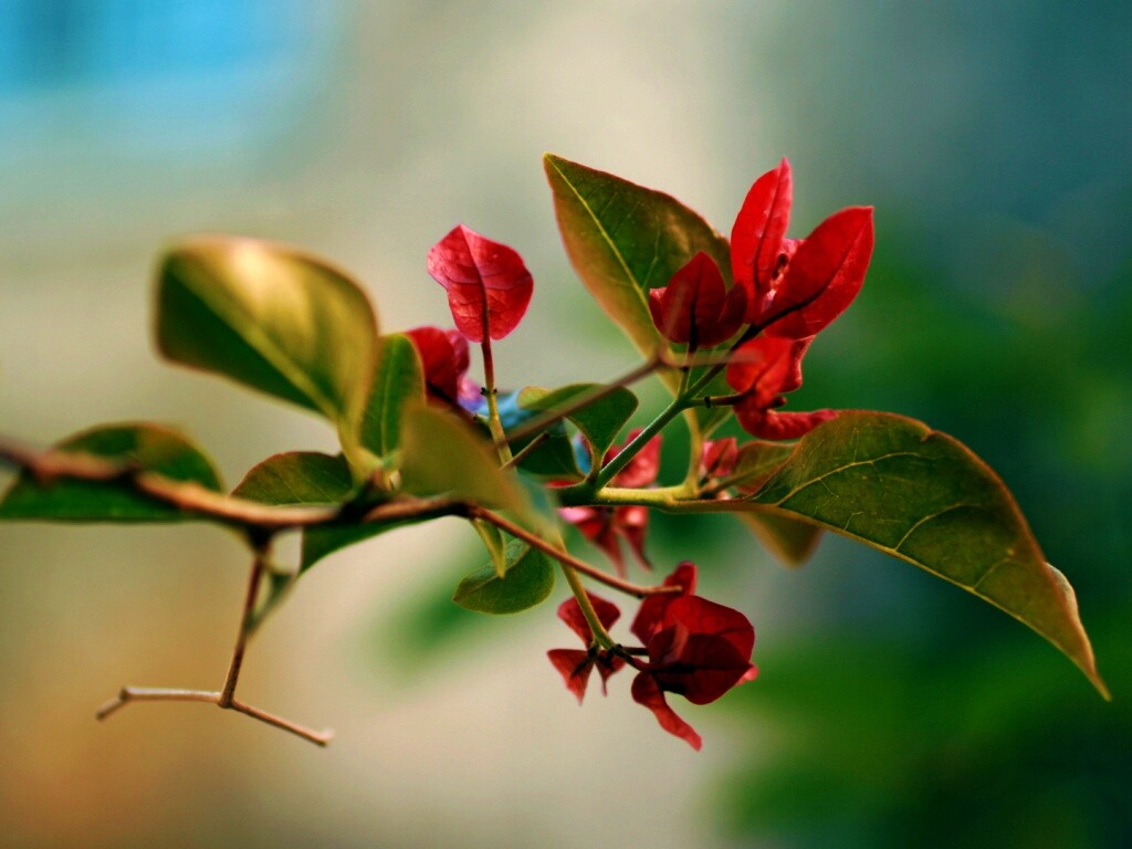 Разноцветные листья обои