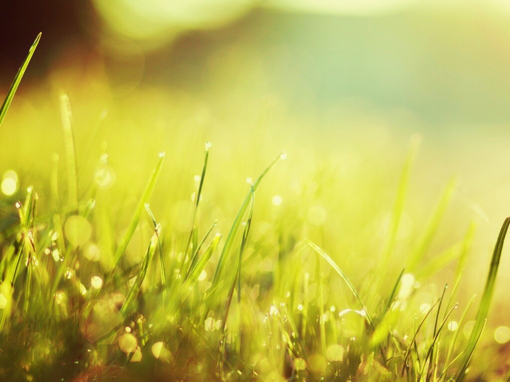 Красивая сочная трава обои