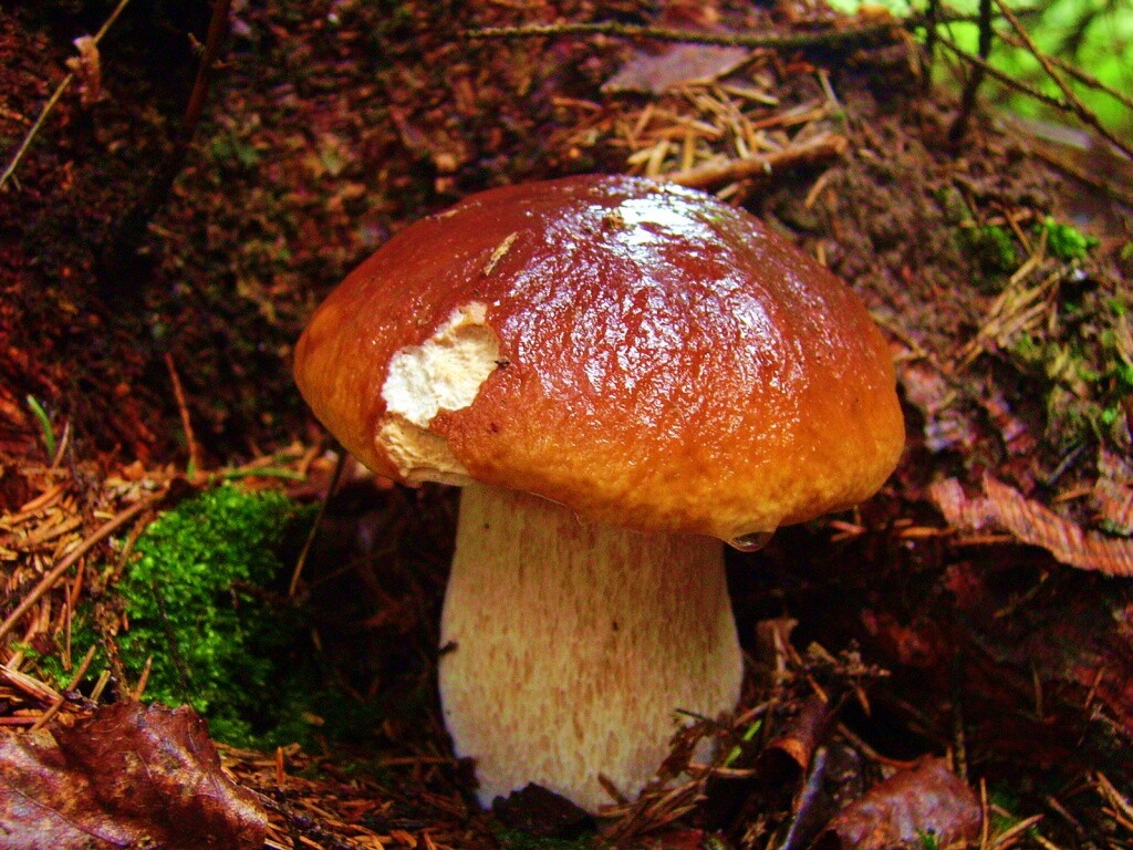 Белый гриб обои