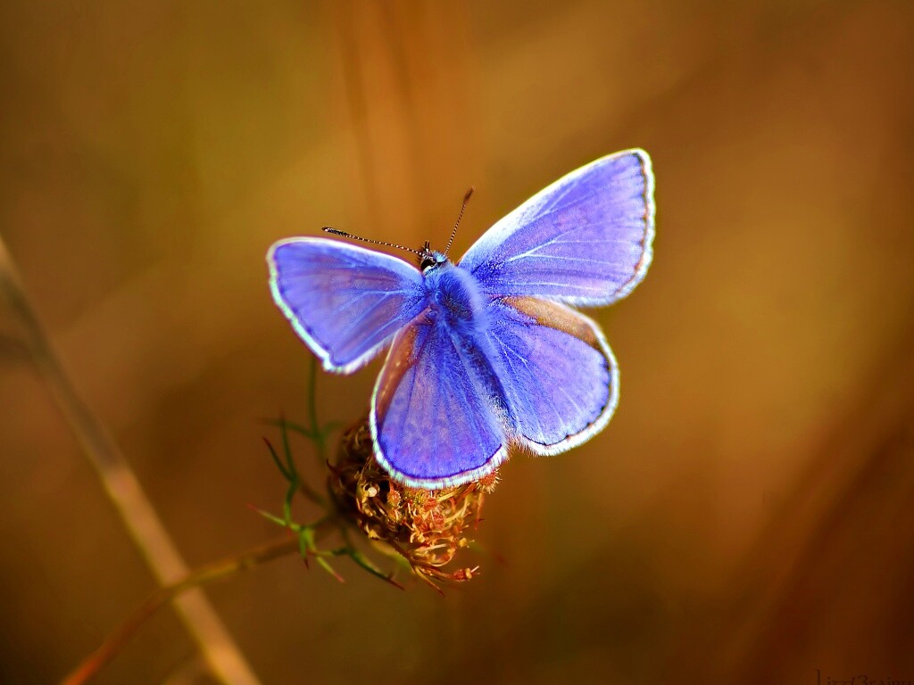 Бабочка с фиолетовыми крыльями обои