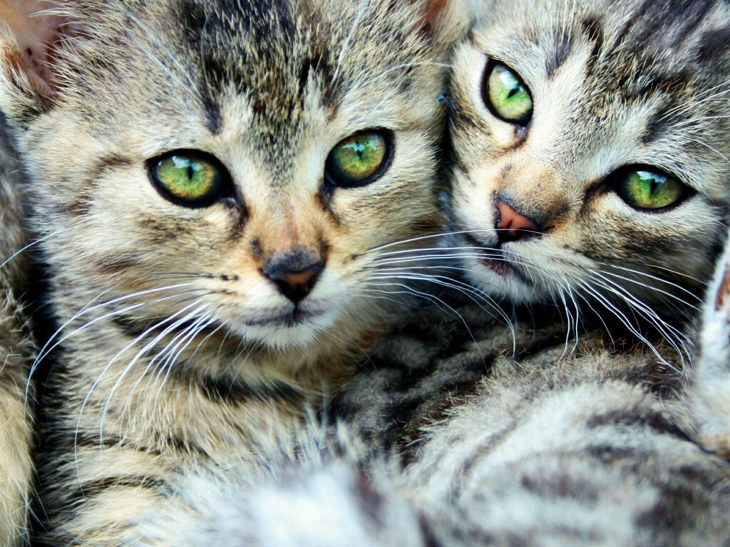 Котята в обнимку обои