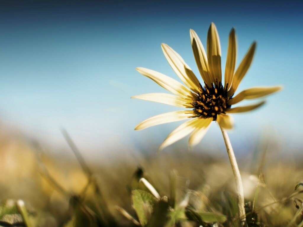 Летний цветок на солнце обои