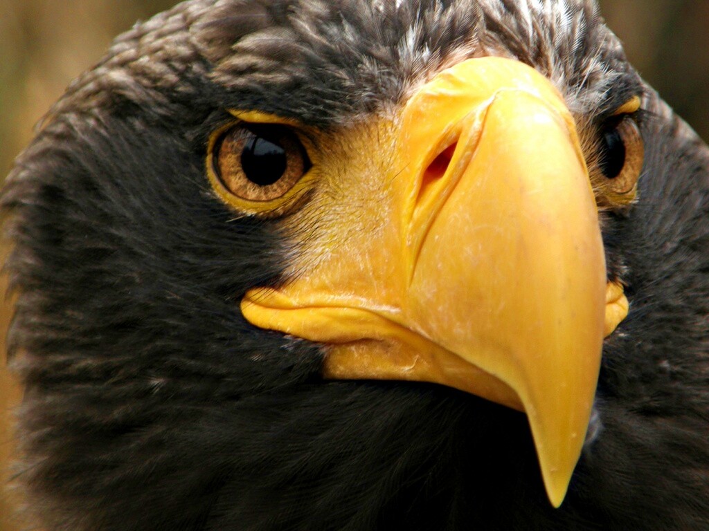 Орёл - птица гордая обои