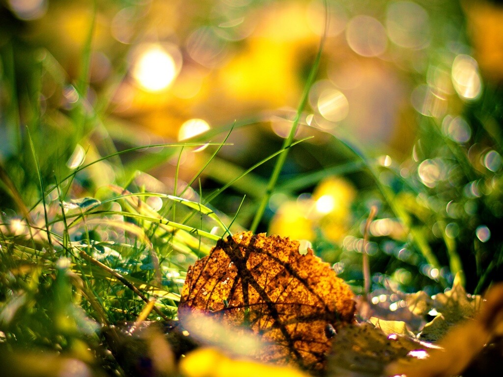 Опавший лист в траве обои