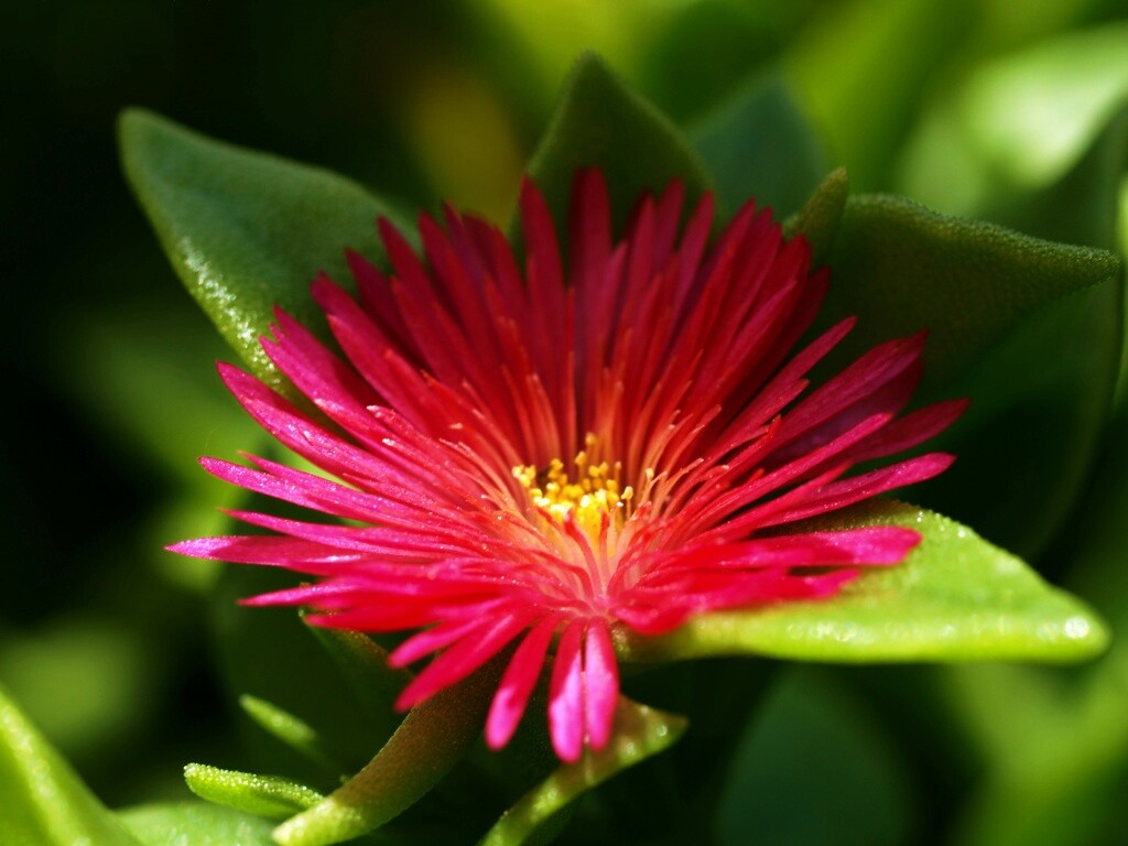 Чудесный цветок обои