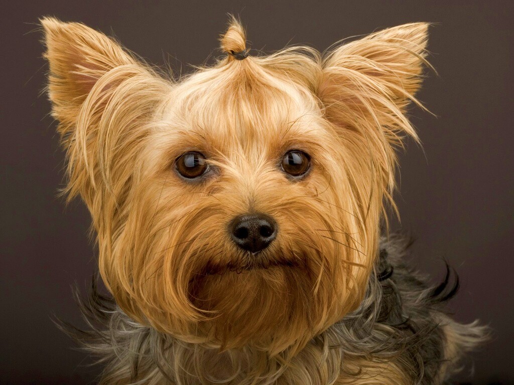 Йоркширский терьер обои