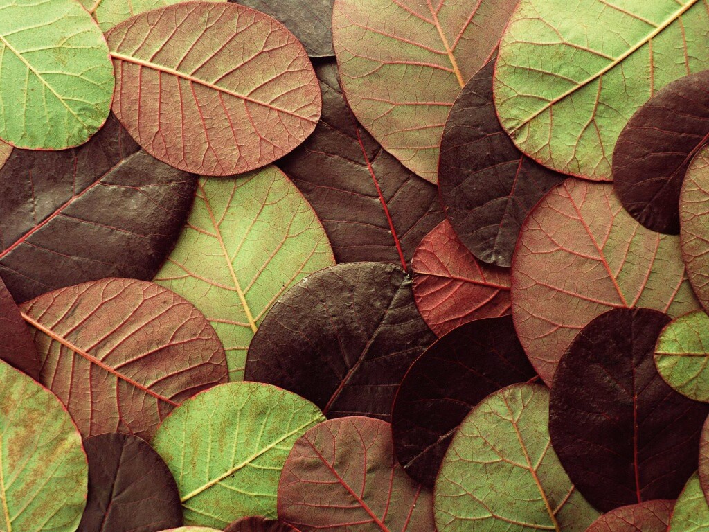 Лиственный узор обои